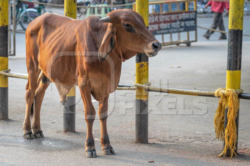 Brown bull or bullock standing in street or road in town in Bihar