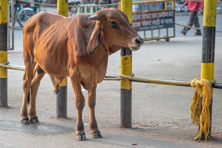 Brown bull or bullock standing in street or road in town in Bihar