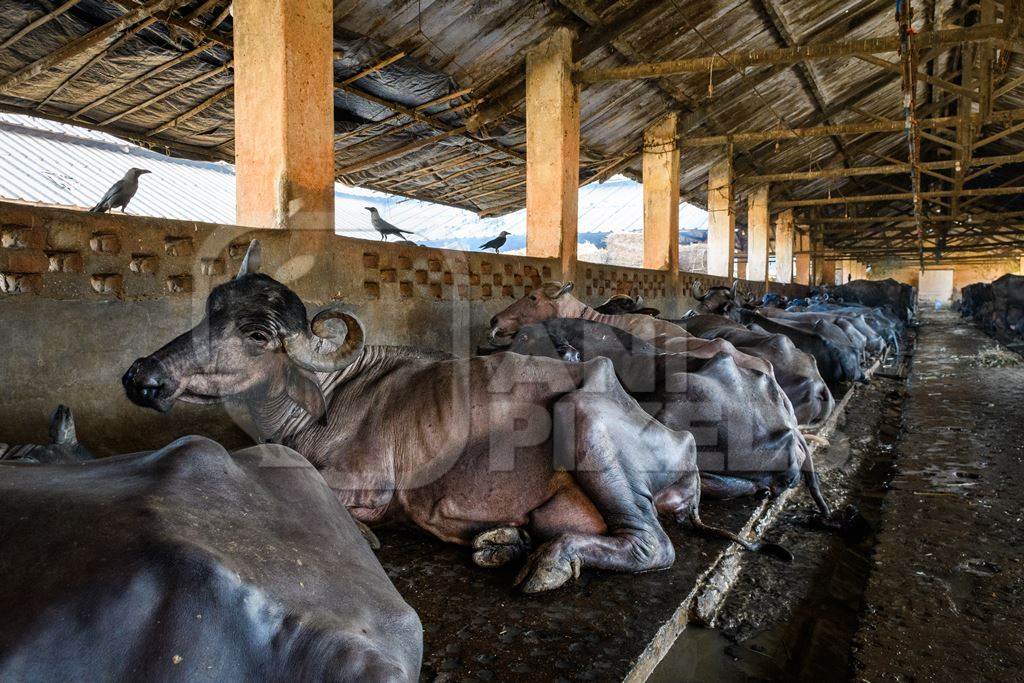 Indian buffaloes chained up and sitting in a row on an urban dairy farm or tabela, Aarey milk colony, Mumbai, India, 2023