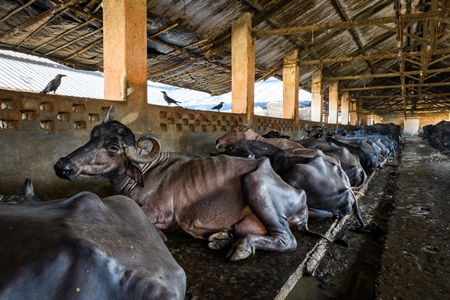 Indian buffaloes chained up and sitting in a row on an urban dairy farm or tabela, Aarey milk colony, Mumbai, India, 2023