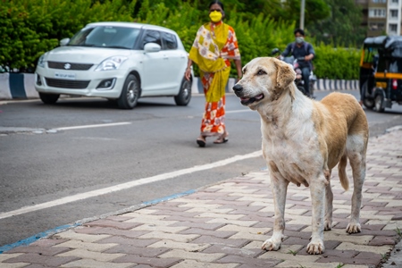 Street dog on an urban city street with traffic