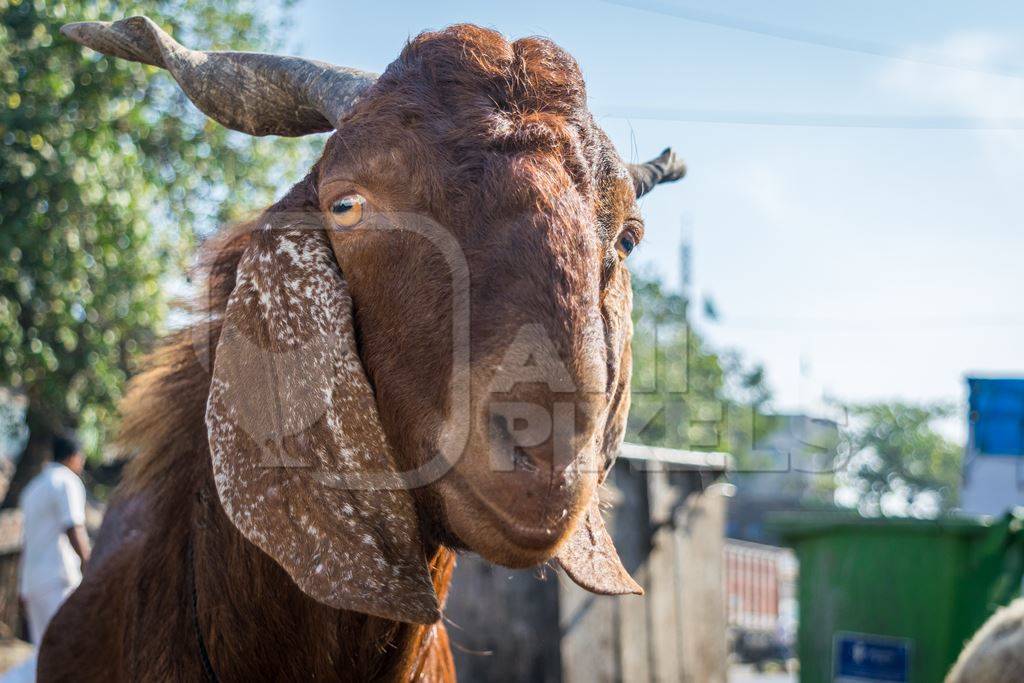Brown goat with twisted horns standing next to mutton shop in urban city in India