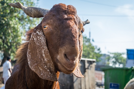 Brown goat with twisted horns standing next to mutton shop in urban city in India