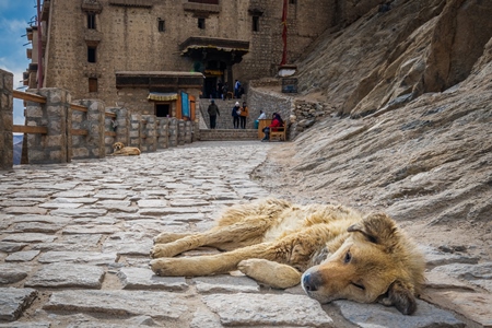 Fluffy stray dog at a monastery in Ladakh, in the Himalayan mountains