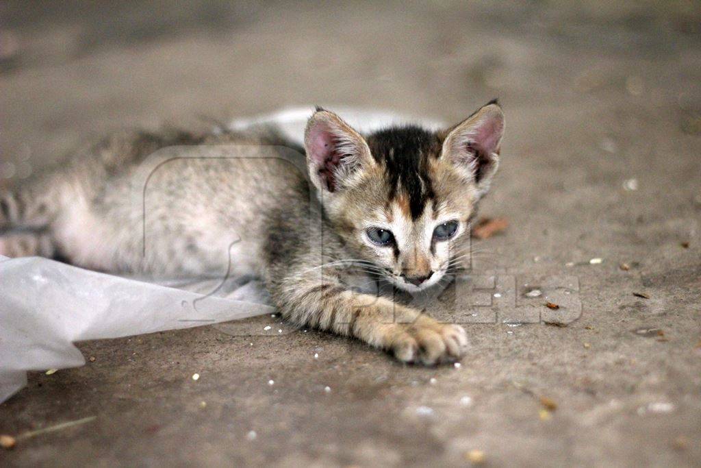 Small grey kitten with grey background