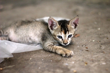 Small grey kitten with grey background