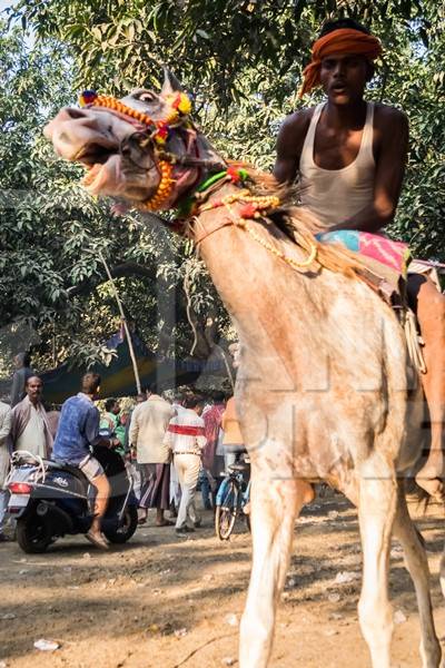 Frightened horse in a horse race at Sonepur cattle fair with spectators watching