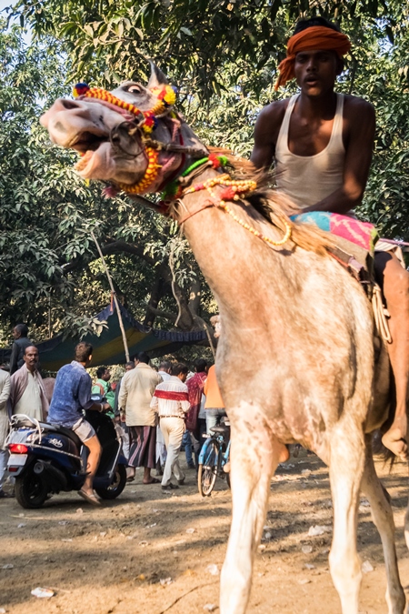 Frightened horse in a horse race at Sonepur cattle fair with spectators watching