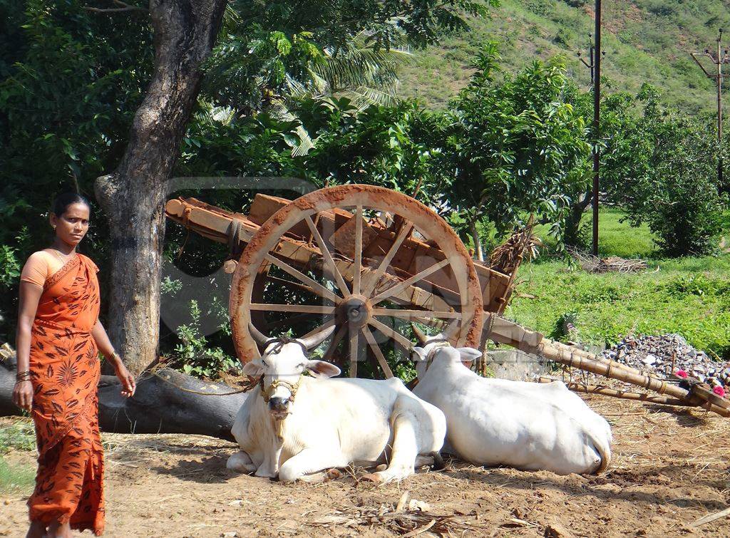 Two bullocks lying next to cart in field with woman