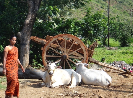 Two bullocks lying next to cart in field with woman