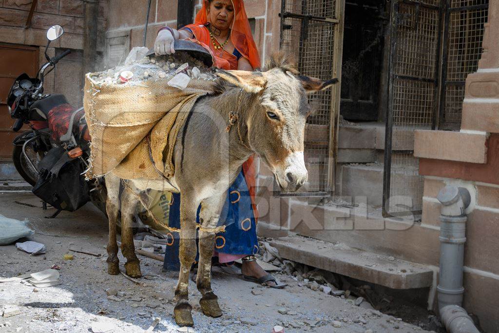 Working Indian donkey used for animal labour to carry construction materials, Jodhpur, India, 2022