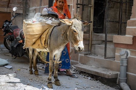 Working Indian donkey used for animal labour to carry construction materials, Jodhpur, India, 2022