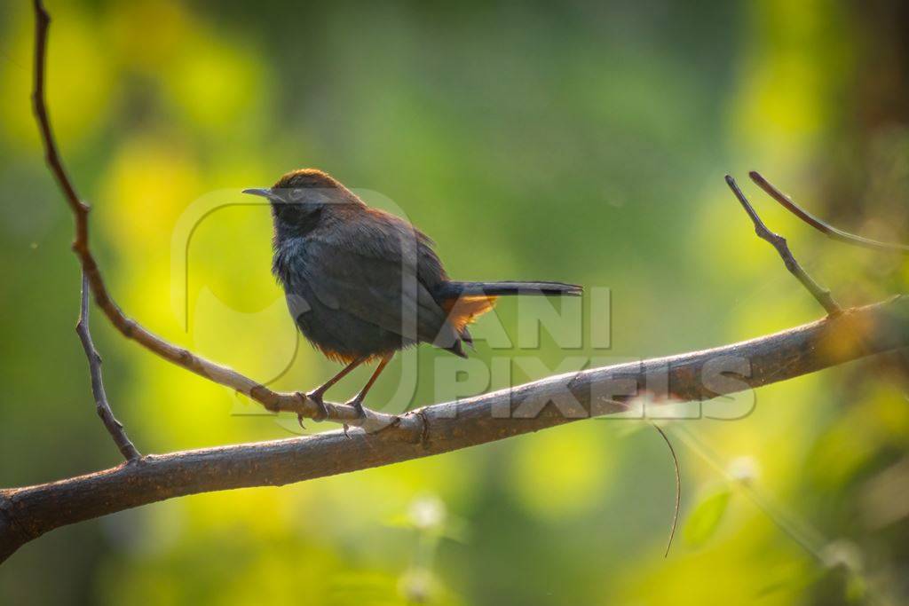 male Indian robin wild bird Saxicoloides fulicatus in a tree with green background in Maharashtra, India