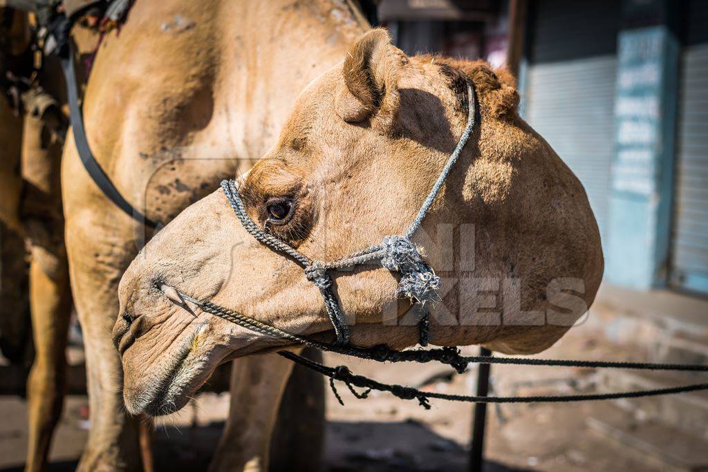 Close up of face of brown working camel in harness on city street in Bikaner in Rajasthan