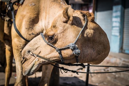 Close up of face of brown working camel in harness on city street in Bikaner in Rajasthan