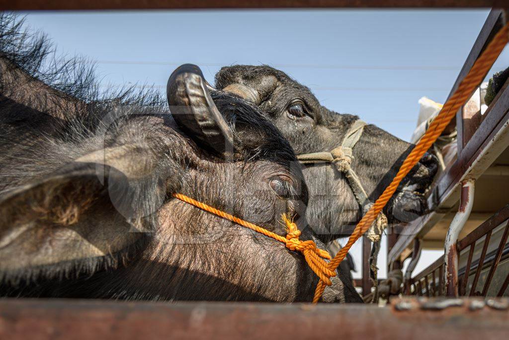 Indian buffaloes tied up in a transport truck at Nagaur Cattle Fair, Nagaur, Rajasthan, India, 2022