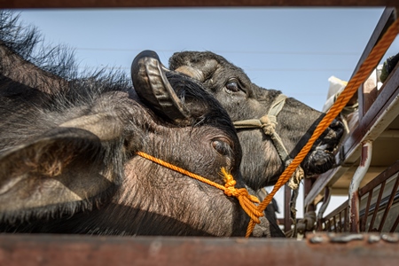 Indian buffaloes tied up in a transport truck at Nagaur Cattle Fair, Nagaur, Rajasthan, India, 2022