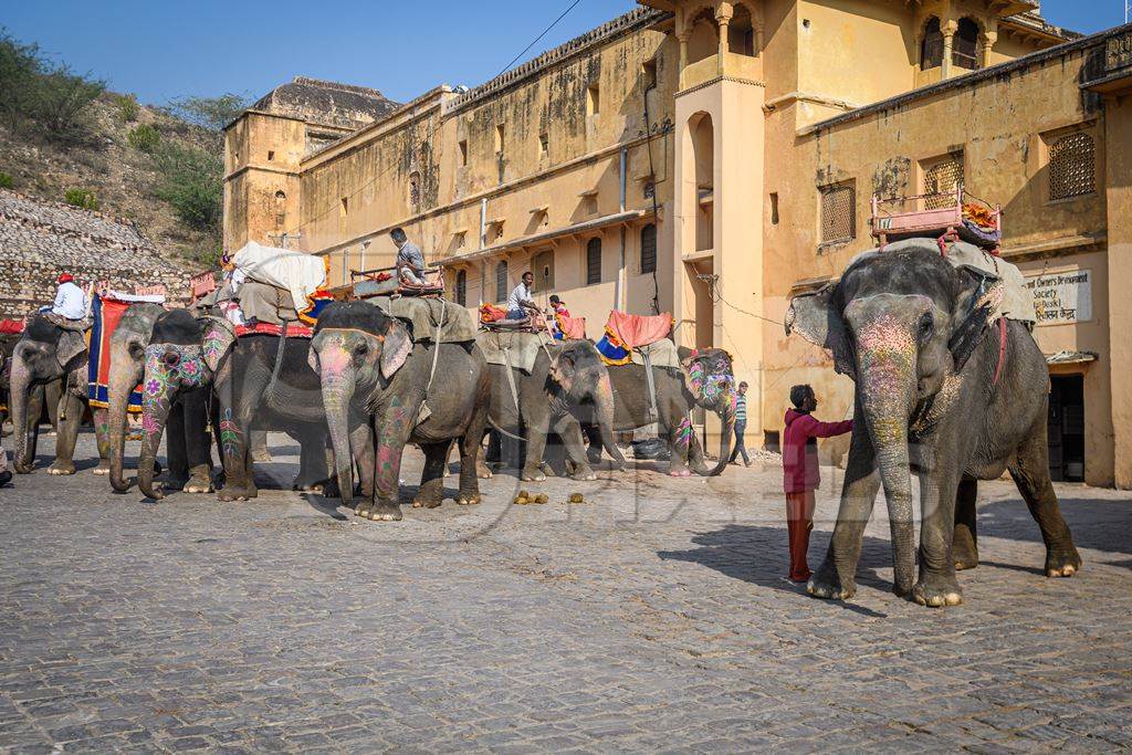 Captive Indian or Asian elephants waiting for tourists to give elephant rides up to Amber Palace, Jaipur, Rajasthan, India, 2022