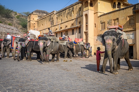 Captive Indian or Asian elephants waiting for tourists to give elephant rides up to Amber Palace, Jaipur, Rajasthan, India, 2022