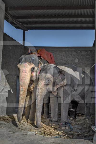 Captive Indian or Asian elephants, chained up at Hathi Gaon elephant village, Jaipur, Rajasthan, India, 2022