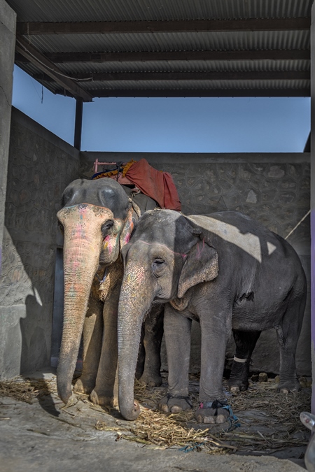 Captive Indian or Asian elephants, chained up at Hathi Gaon elephant village, Jaipur, Rajasthan, India, 2022