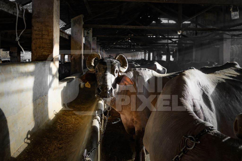 Indian buffaloes chained up in a shed with shafts of light on an urban dairy farm or tabela, Aarey milk colony, Mumbai, India, 2023