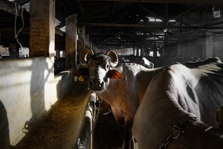 Indian buffaloes chained up in a shed with shafts of light on an urban dairy farm or tabela, Aarey milk colony, Mumbai, India, 2023