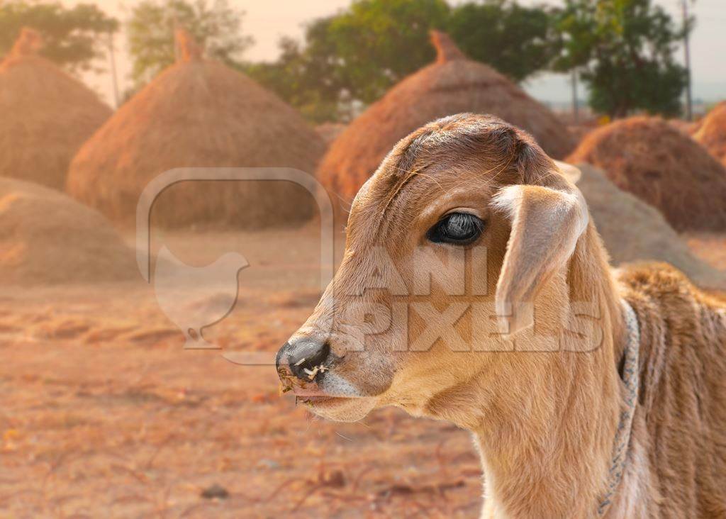 Composite image of cute Indian calf or baby cow in field