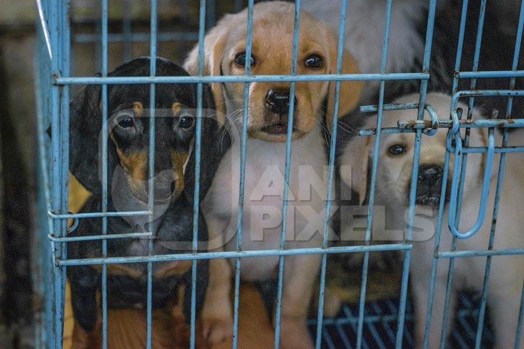 Pedigree breed puppies kept in the dark in cage on sale at Crawford pet market