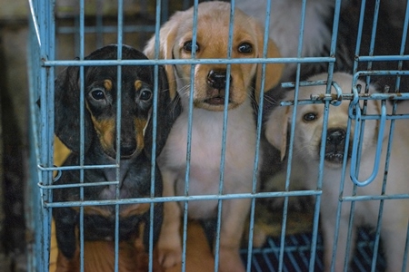 Pedigree breed puppies kept in the dark in cage on sale at Crawford pet market