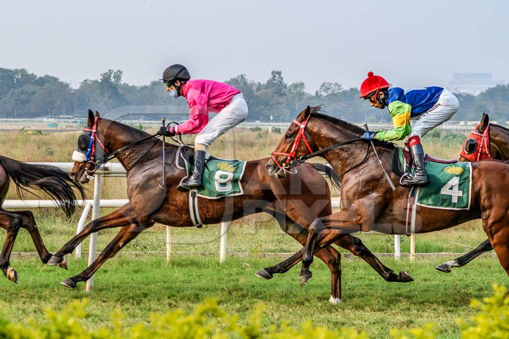 Indian horses racing in horse race at Pune racecourse, Maharashtra, India, 2021