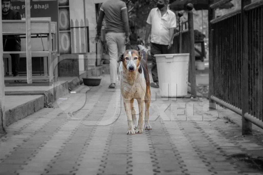 Photo of neutered or spayed Indian street dog or stray dog with notch in ear on the road in urban city in Maharashtra in India