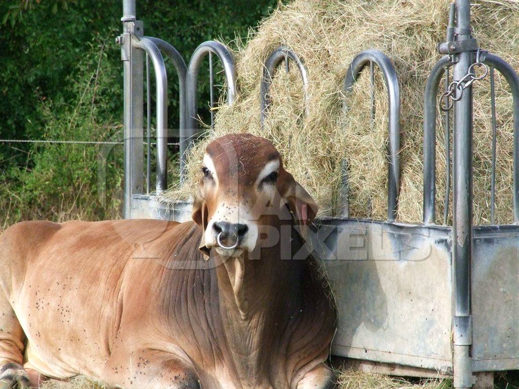 Large brown bull sitting on ground eating hay