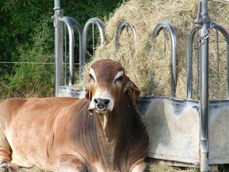 Large brown bull sitting on ground eating hay