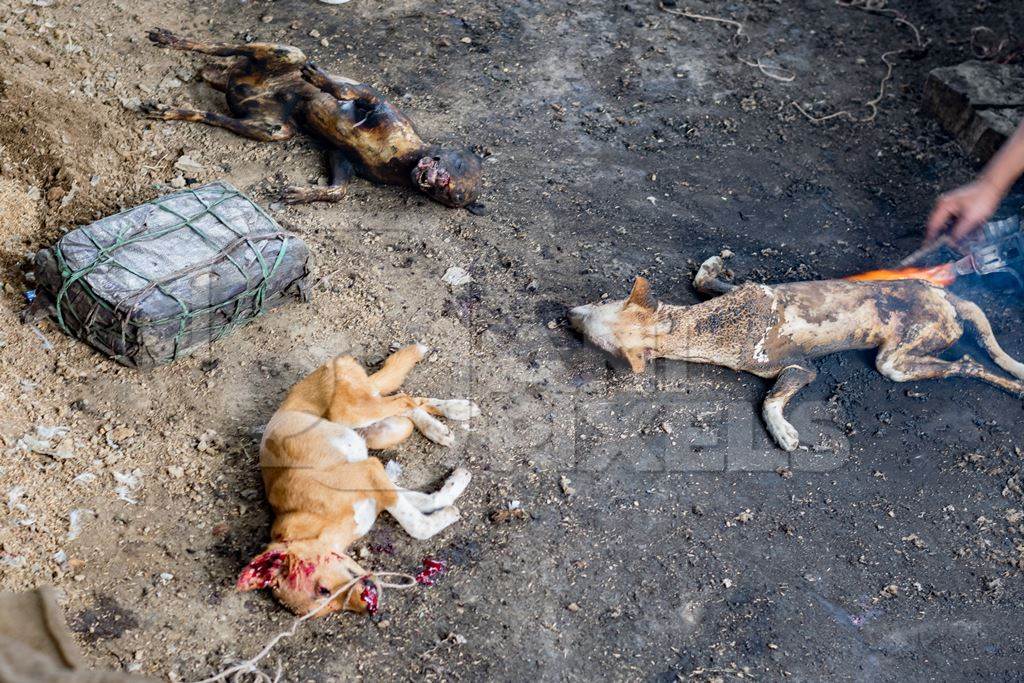 Dogs clubbed to death, blowtorched, then sold for dog meat at a dog market in Nagaland, India, 2018