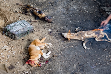 Dogs clubbed to death, blowtorched, then sold for dog meat at a dog market in Nagaland, India, 2018