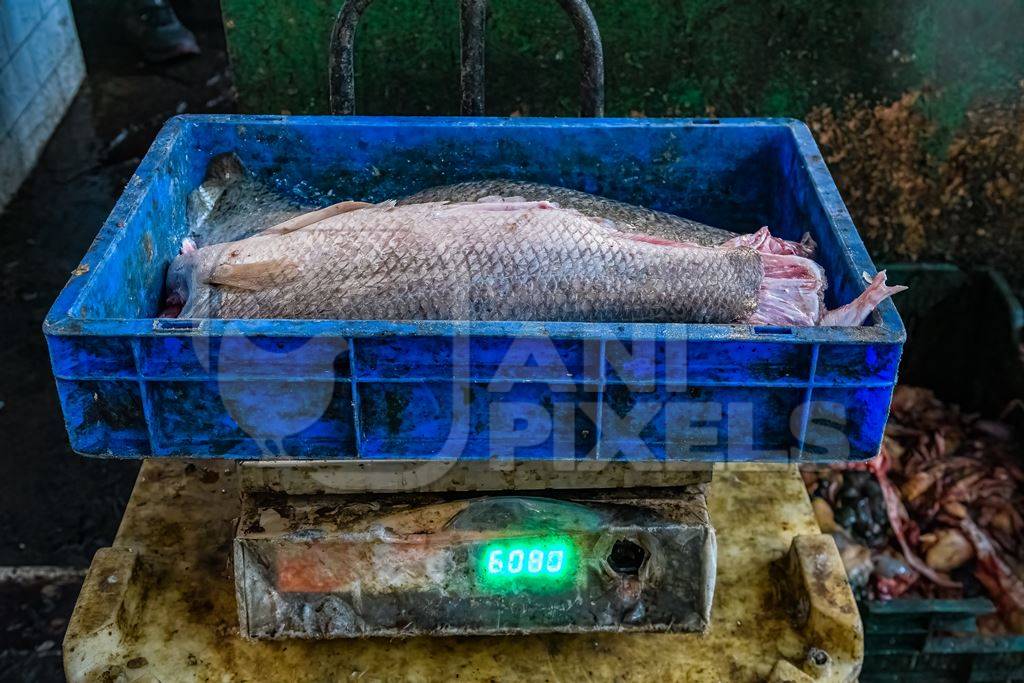 Dead fish on a weighing scale at the fish market inside New Market, Kolkata, India, 2022