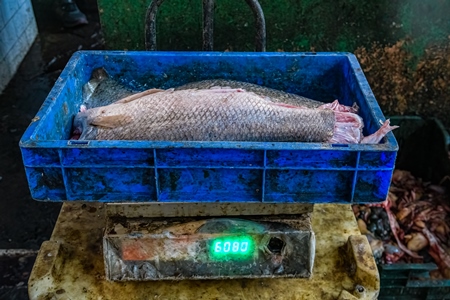 Dead fish on a weighing scale at the fish market inside New Market, Kolkata, India, 2022