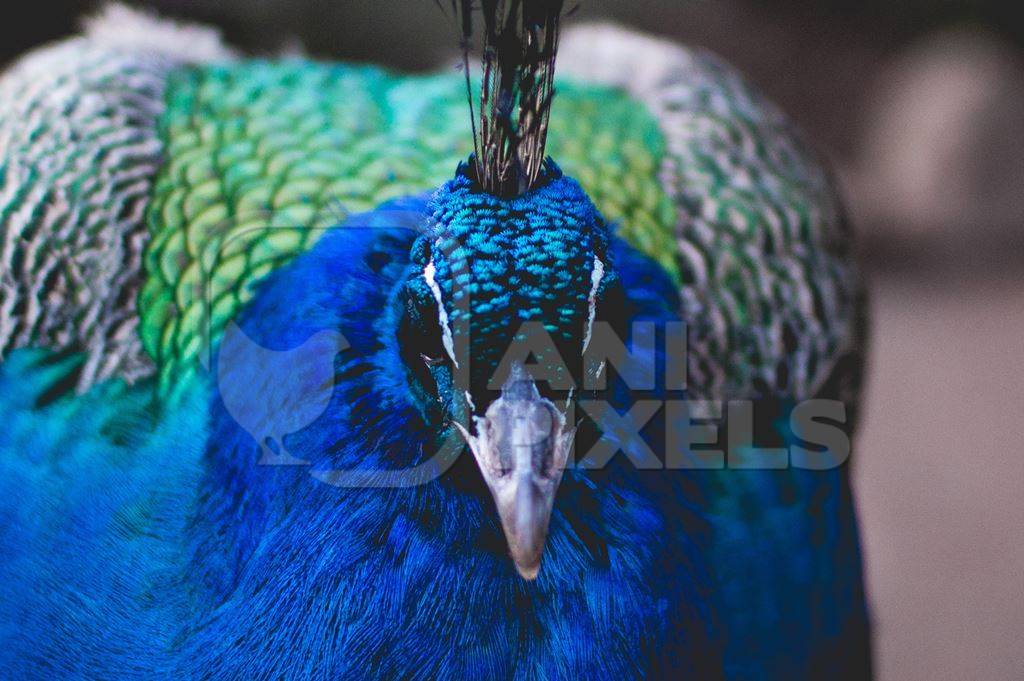 Close up of head of blue peacock