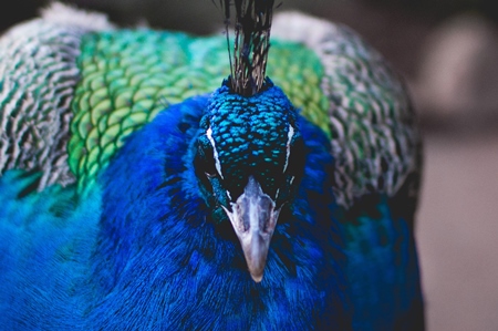 Close up of head of blue peacock