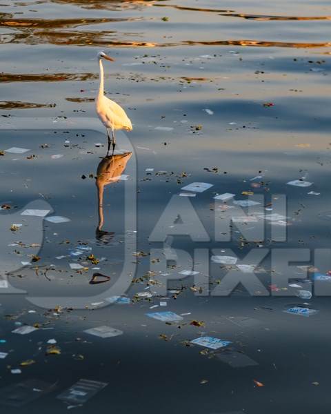 Indian great egret waterbird standing in lake polluted with plastic and garbage, Ana Sagar lake, Ajmer, Rajasthan, India, 2022