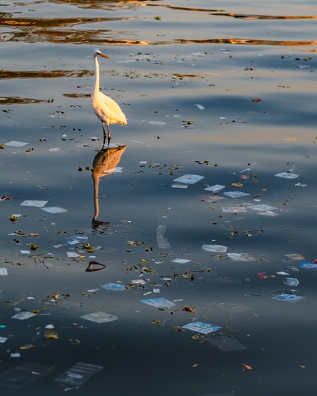 Indian great egret waterbird standing in lake polluted with plastic and garbage, Ana Sagar lake, Ajmer, Rajasthan, India, 2022