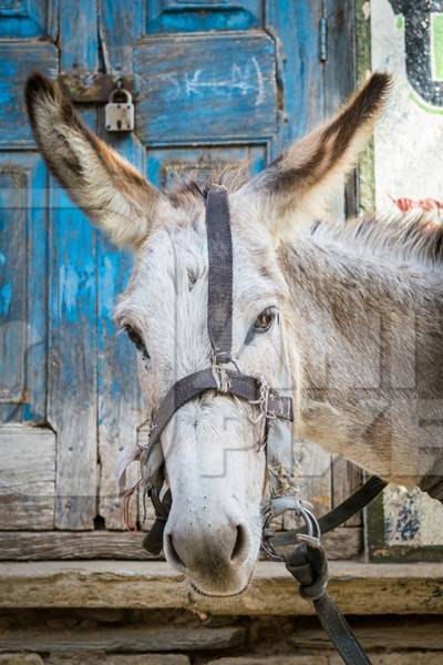 Working grey donkey with harness in Rajasthan in front of blue door