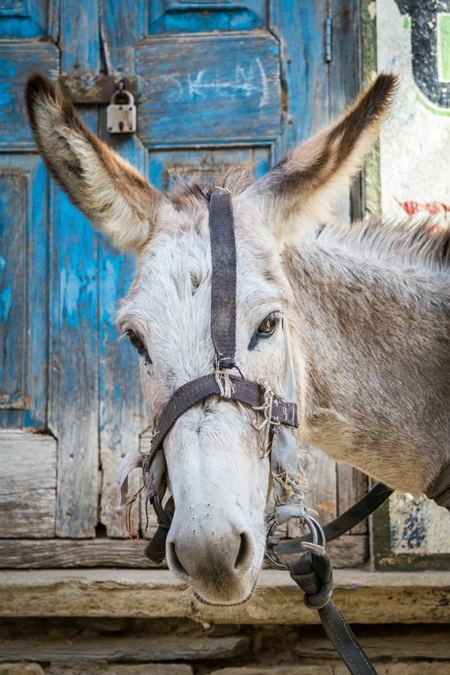 Working grey donkey with harness in Rajasthan in front of blue door