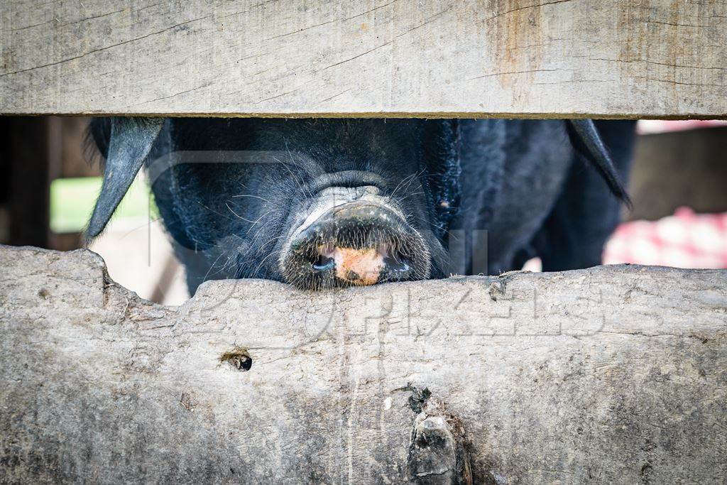 Pig in pig pen on rural farm in Manipur