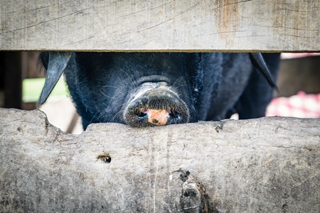 Pig in pig pen on rural farm in Manipur