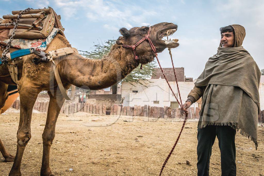 Working camel overloaded with large load with man in Bikaner in Rajasthan