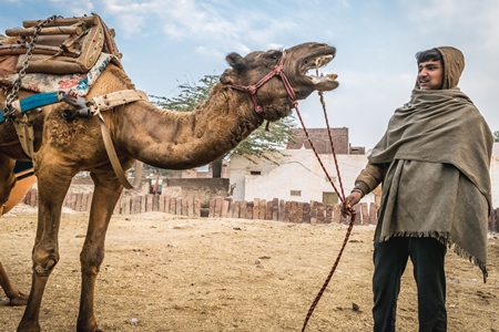 Working camel overloaded with large load with man in Bikaner in Rajasthan