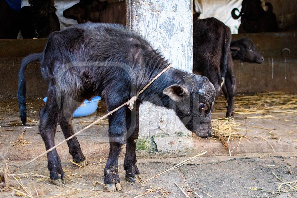 Small baby Indian buffalo calf tied up on an urban dairy farm or tabela, Aarey milk colony, Mumbai, India, 2023
