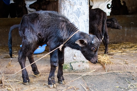 Small baby Indian buffalo calf tied up on an urban dairy farm or tabela, Aarey milk colony, Mumbai, India, 2023